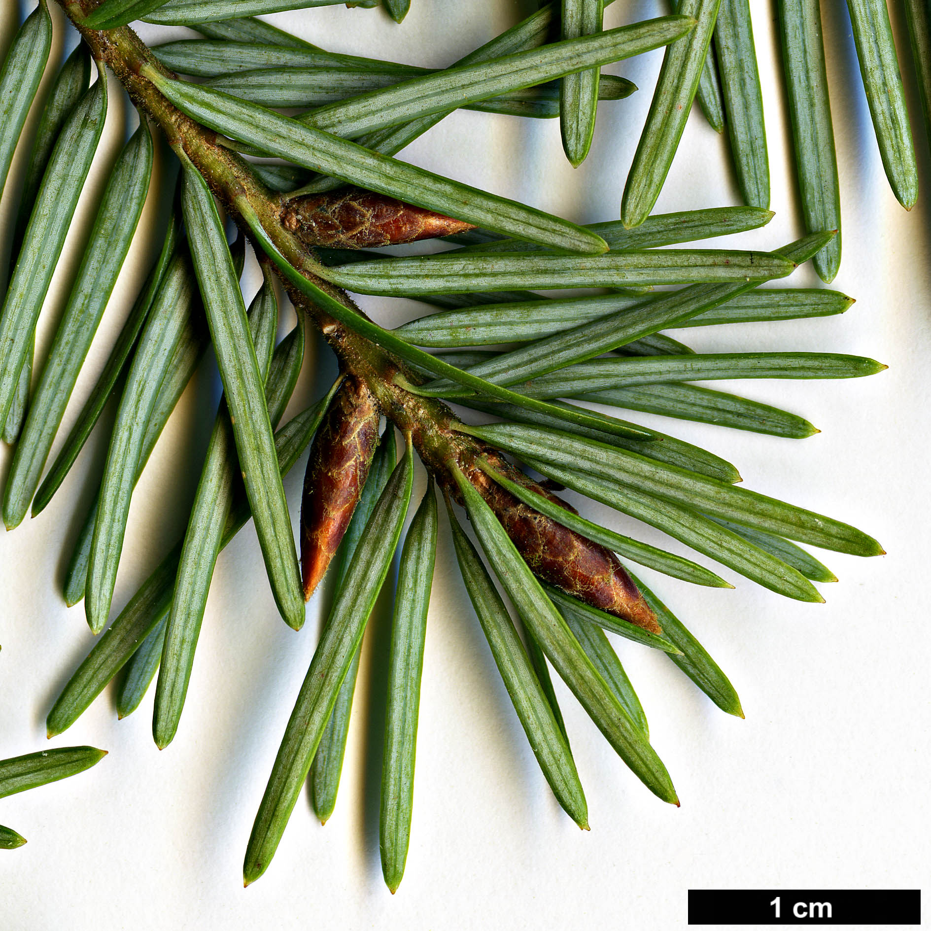 High resolution image: Family: Pinaceae - Genus: Pseudotsuga - Taxon: menziesii - SpeciesSub: var. glauca